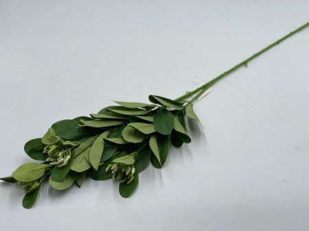 عرق شجره مع براعم